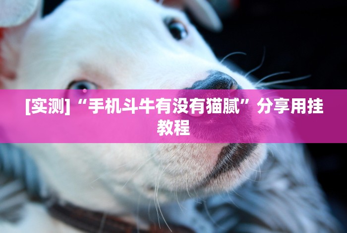 [实测]“手机斗牛有没有猫腻”分享用挂教程